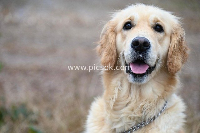 温顺金毛寻回犬户外萌照 暖心宠物伙伴