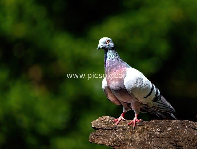 Colorful Pigeon Perched on a Branch: Close-up of a Bird in Natural Environment