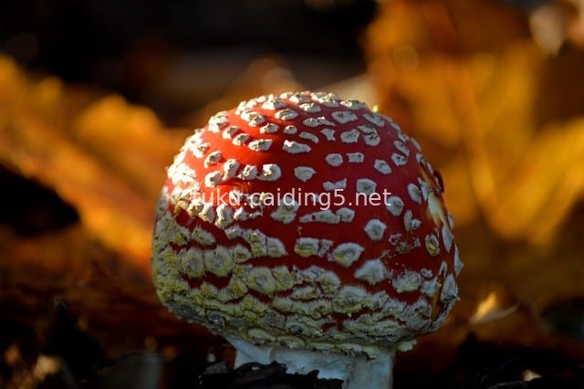 Close-up of Red Amanita muscaria Mushrooms in Autumn - Natural Wallpaper Material