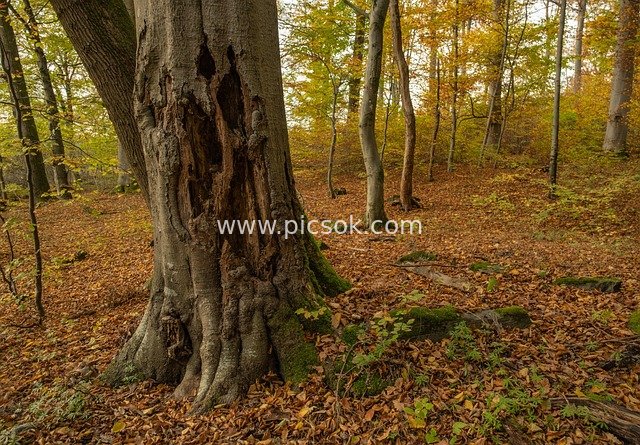 Natural Landscape of an Old Tree with Damaged Trunk in an Autumn Forest