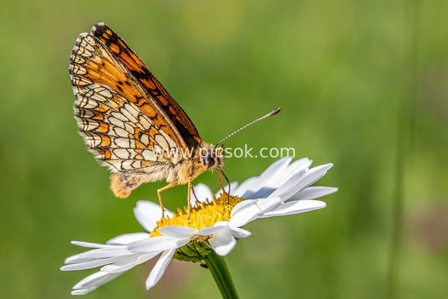 Natural Close-up of an Orange-Patterned Butterfly Resting on a Daisy