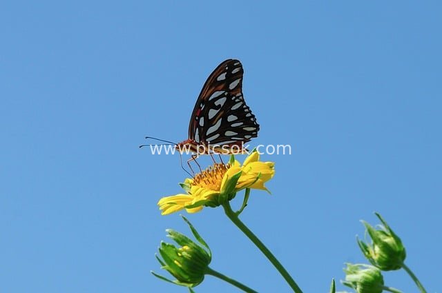 蓝天黄花上的彩色蝴蝶采蜜特写