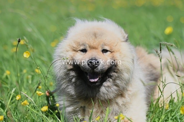 Heartwarming Scene of an Adorable Eurasier Dog Smiling Among Yellow Flowers on the Grass