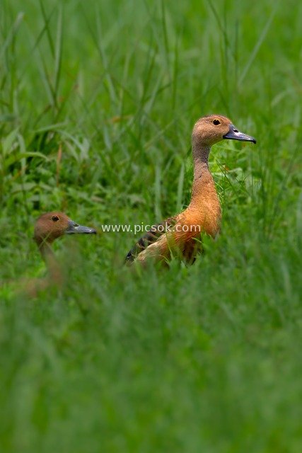 湿地草丛中的野生棕鸭 自然生态摄影素材