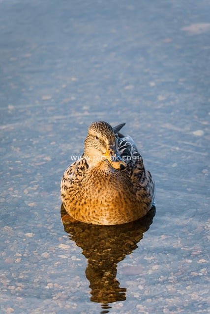 湖中的雌性绿头鸭 自然水域水鸟特写