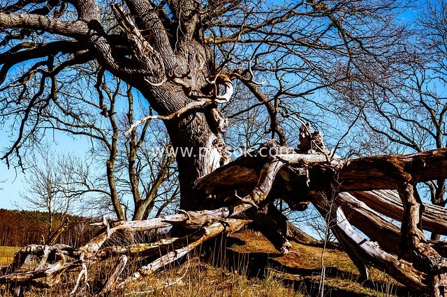 Storm-Damaged Ancient Tree: Natural Landscape Amid Blue Sky and Dead Woods
