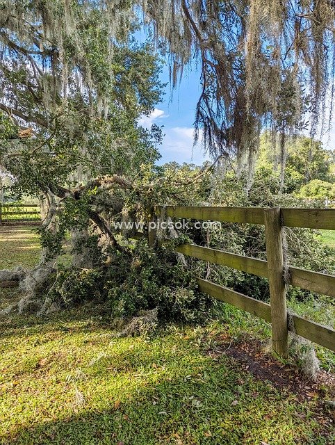 Natural Scene of a Fallen Oak Tree Beside a Wooden Fence on a Rural Farm