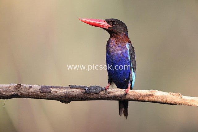 爪哇翠鸟栖息图 色彩斑斓野生鸟类素材