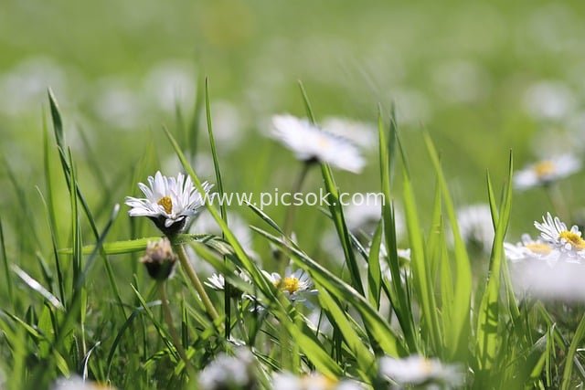 夏日草地雏菊绽放 清新自然背景图