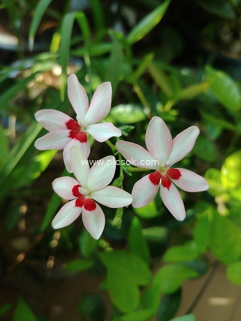 Fresh White Flowers with Red Centers: Natural Plant Close-Up