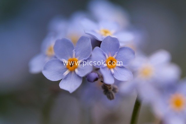 Macro Close-Up of Blue Forget-Me-Nots | Spring Natural Floral Background