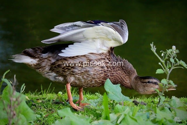 绿头鸭湿地整理羽毛 自然生态灵动瞬间