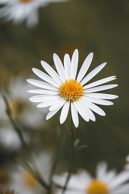 清新白色雏菊花特写 自然花园花卉绽放美景