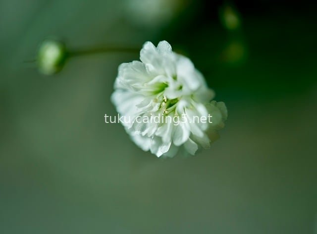 梦幻白色满天星小花 清新自然花卉特写