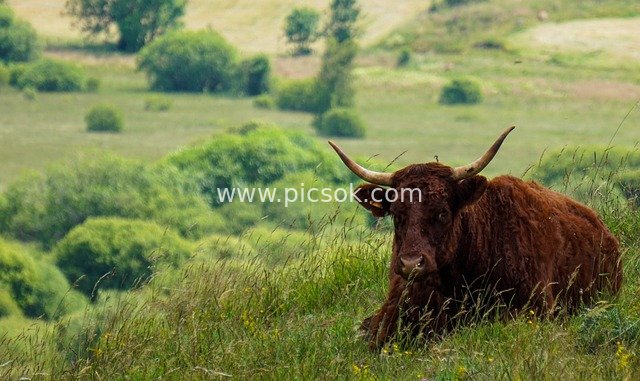 Salers Cow Resting in the Green Pastoral Landscape of Auvergne, France
