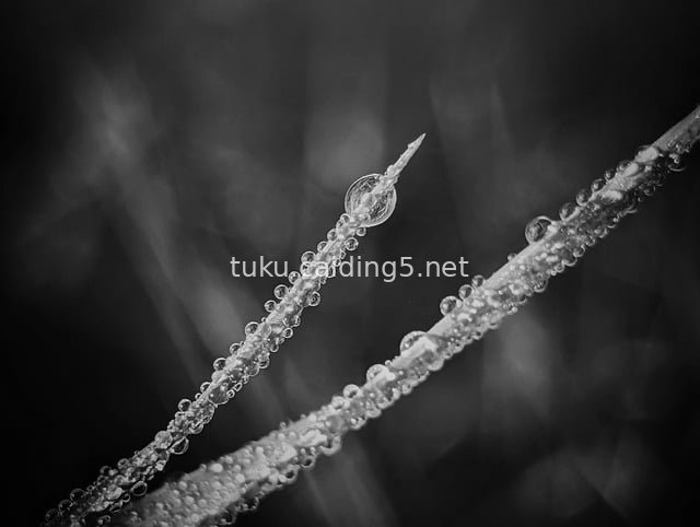 Black and White Macro Close-up of Dewdrops on Grass Blades - Natural Material