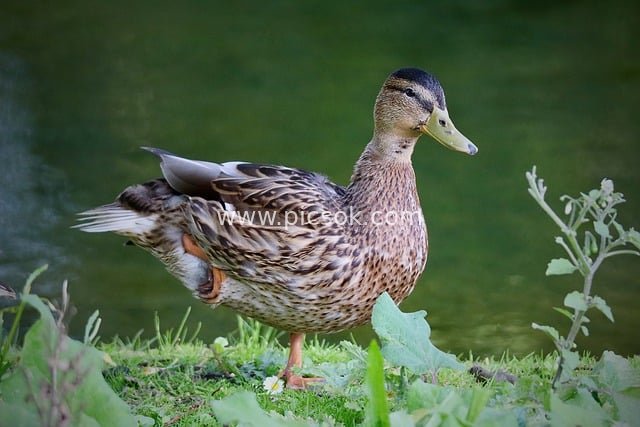 单腿休憩的母野鸭 水边自然生态场景