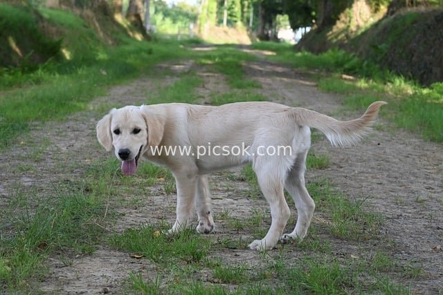 Golden Retriever Puppy Playing on Country Path - Cute Outdoor Dog Photo
