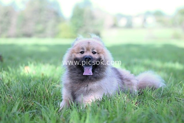Adorable Eurasier Olaf on a Natural Grassland