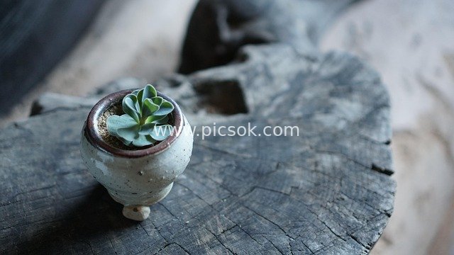 迷你多肉盆栽 老旧木桌文艺小植物