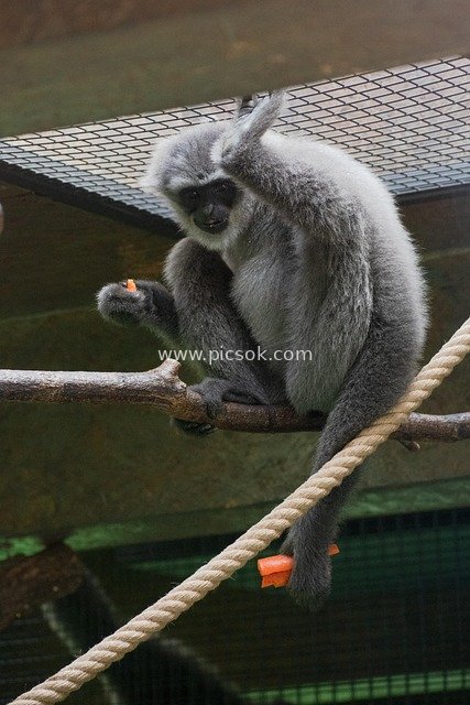 布拉格动物园银长臂猿的可爱食趣瞬间