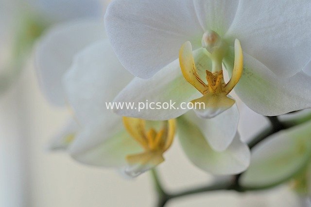 白色蝴蝶兰特写 清新花卉高清桌面壁纸