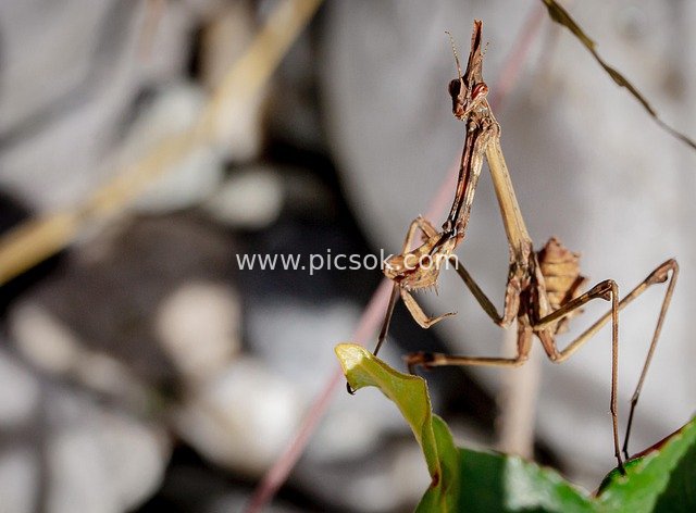 特写野生螳螂抬臂凝视 自然昆虫生态瞬间