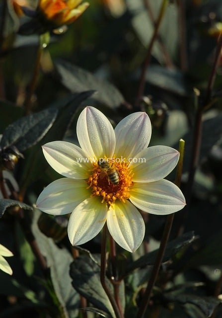 Bee on White Dahlia - Fresh Natural Floral Photography Material