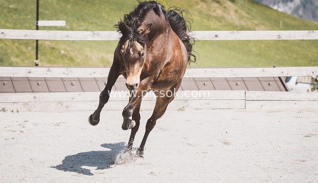 Vibrant Horse Galloping and Leaping, Displaying a Joyful Posture of Life