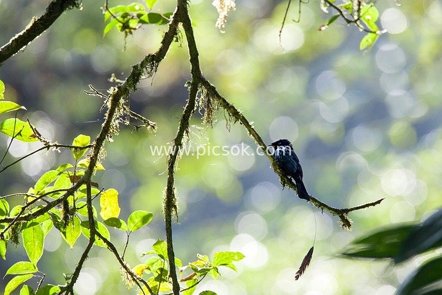 Perched Drongo in the Rainforest of Mount Salak, Java, Indonesia