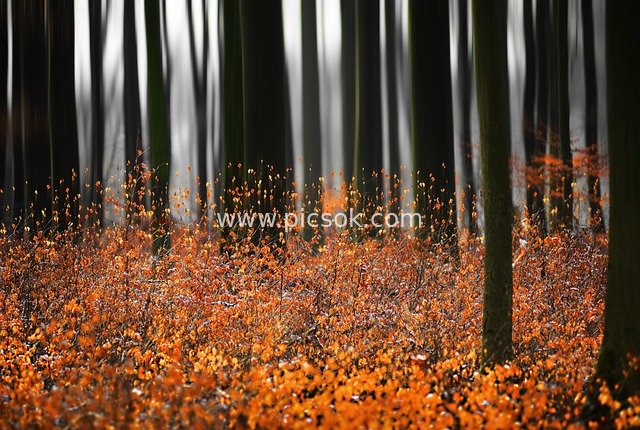 Gorgeous Red Leaves in Autumn Forest - Dreamy Autumn Scenery Natural Material