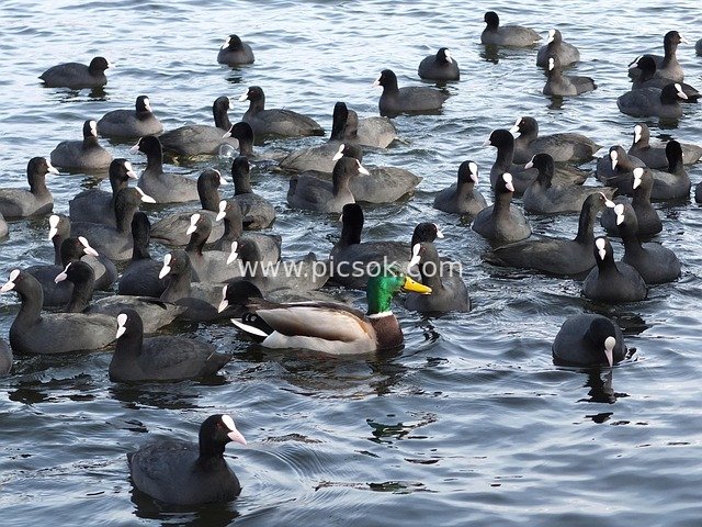 Mallards Mingling with Coots: Vibrant Waterfowl Swimming on the Surface