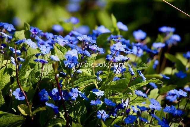 Spring Blue Forget-Me-Not Flower Sea: Natural Wild Flower Splendor