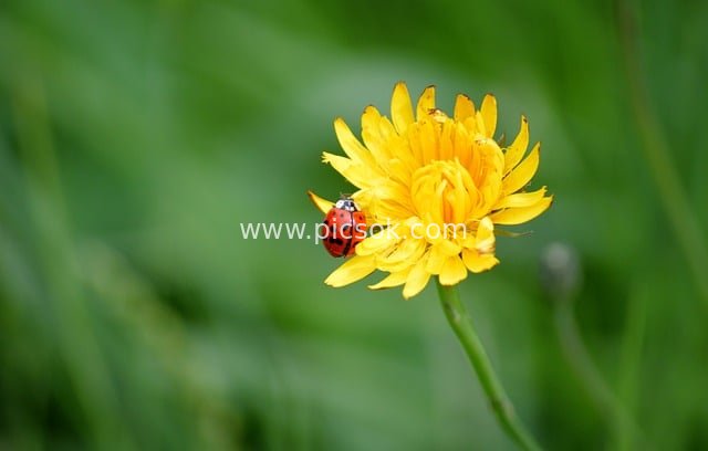 Seven-spot Ladybug on Yellow Hawkweed – Natural Fresh Material