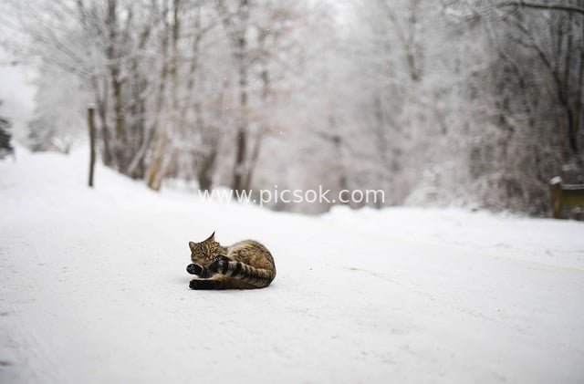 Lazy Li Hua Cat on Snowy Winter Road - Snow Scene Animal Photography Material