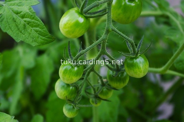 花园中新鲜绿番茄的藤蔓生长特写