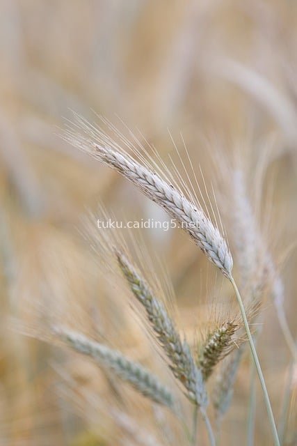 夏日麦田小麦穗特写 农业丰收自然之美