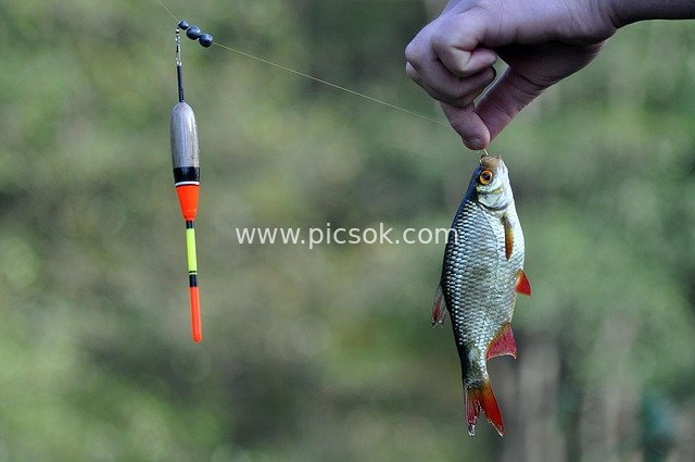 Outdoor Fishing: Holding a Red-Finned Fish with Colorful Fishing Float Tackle