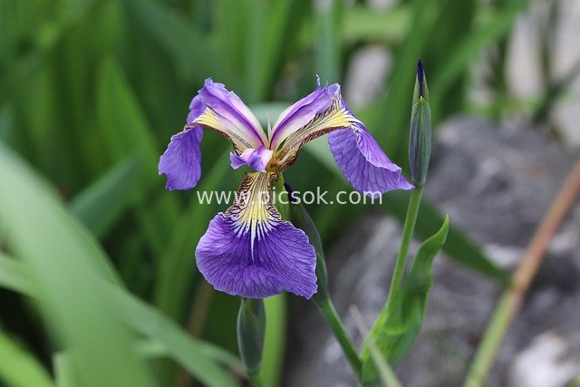 Purple Iris Blooms in Spring - Fresh Natural Flower Close-Up