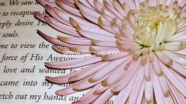 Retro Heaven Memory Scene with Pink Petals Lightly Covering an Old Book