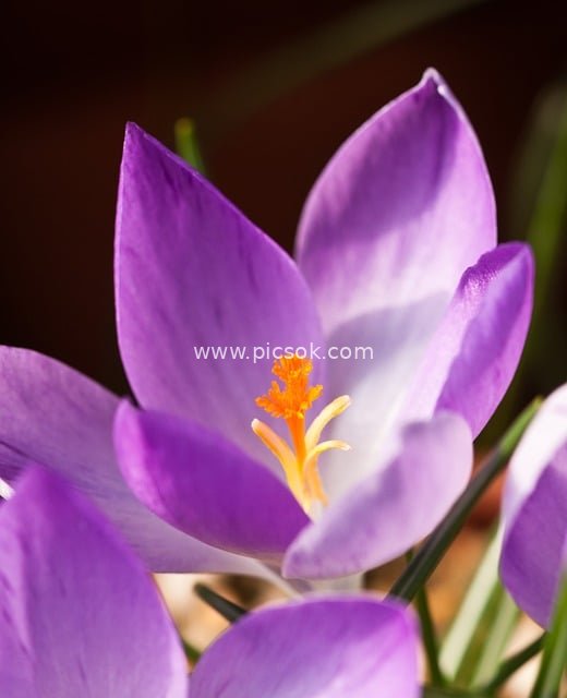 紫色番红花绽放特写 春日自然花卉美景