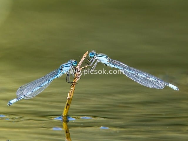 Blue-white Damselflies Perched on a Slender Twig Above the Water: Natural Ecology Insect Close-up