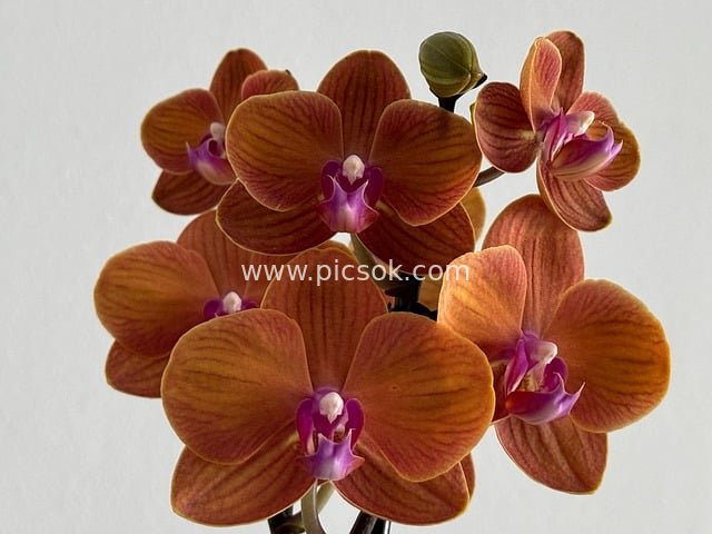 橙色蝴蝶兰特写 紫色花蕊绽放的热带兰花