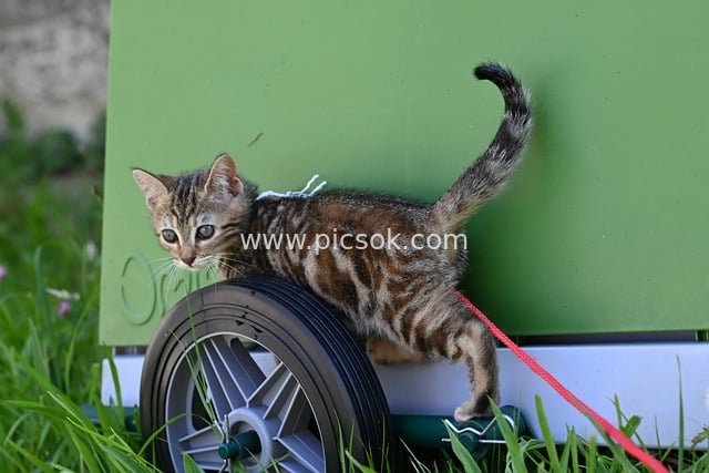 Playful Moment of a Cute Tabby Kitten Balancing on a Wheel