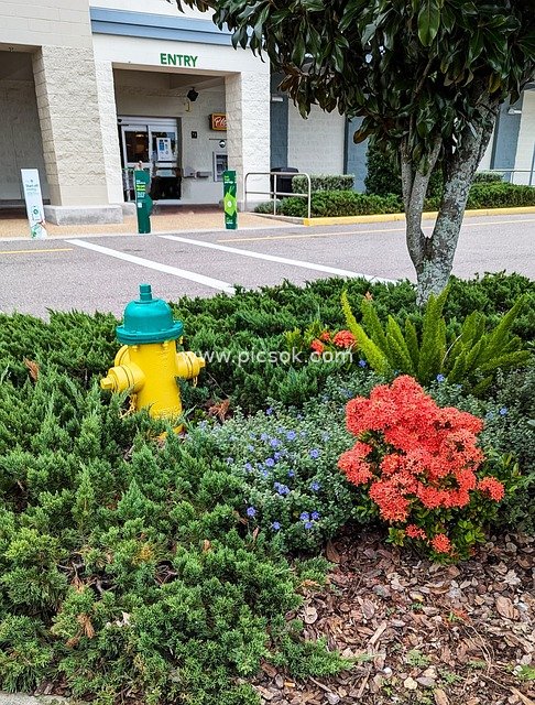 购物中心入口的彩色消防栓与园艺景观