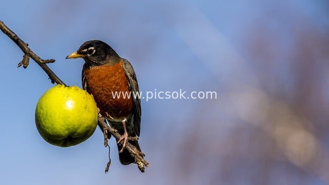 American Robin Perched on Green Apple Branch | Nature Wildlife Photography