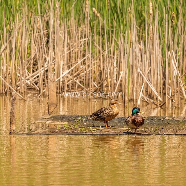 Wild Mallards (Male and Female) Resting on a Floating Platform by the Pond