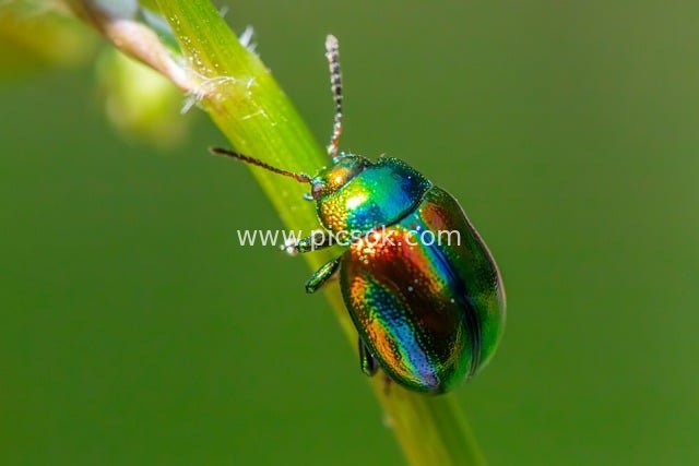 Metallic Dead-Nettle Leaf Beetle in Macro Photography – Garden Pest Control Material
