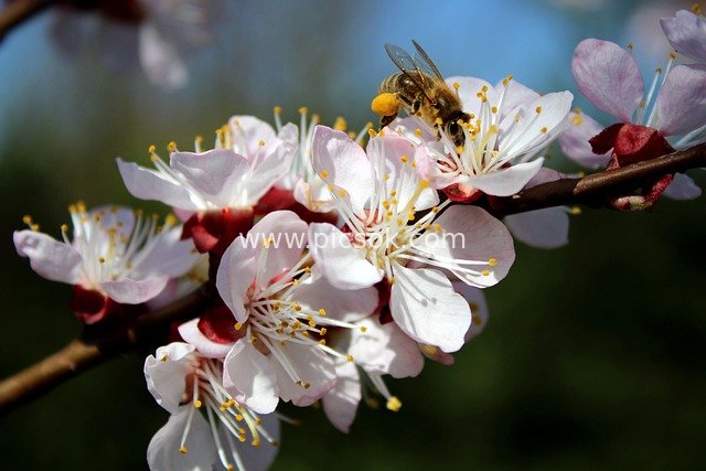 Bees Gathering Nectar on Pink-and-White Blossoms in Sunny Spring