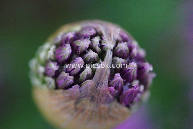 Close-up of a Purple Bud: Microscopic Beauty of Natural Plant Life